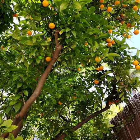 Appartamento Casa Lobo N°33 In Campo D'ourique 3br Garden Oasis *